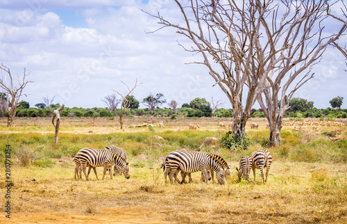African zebras in Kenya