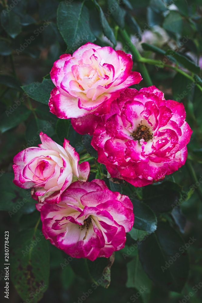Beautiful roses flowers, red and white, red edges on a garden bush, selective focus. Beautiful roses flowers, red and white, red edges on a garden bush, selective focus.