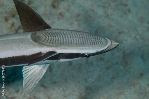 The live sharksucker or slender sharksucker (Echeneis naucrates) is a species of marine fish in the family Echeneidae photo