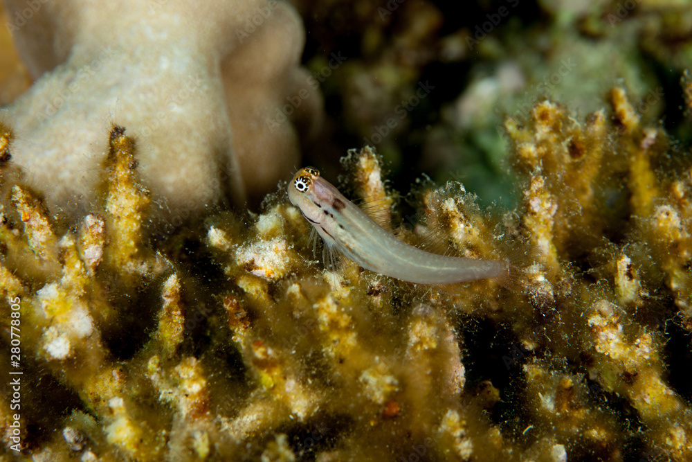 Combtooth blenny, perciform marine fish of the family Blenniidae, Ecsenius Combtooth blenny, perciform marine fish of the family Blenniidae, Ecsenius