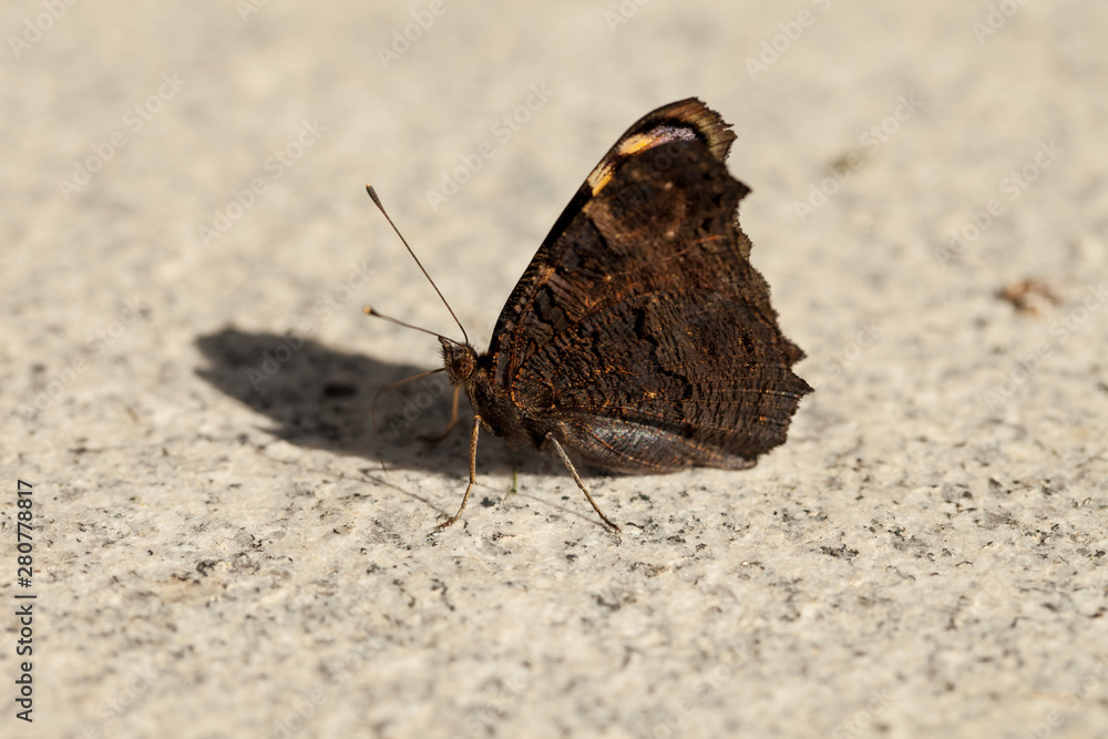 Obraz premium European peacock, Aglais io, sitting on granite