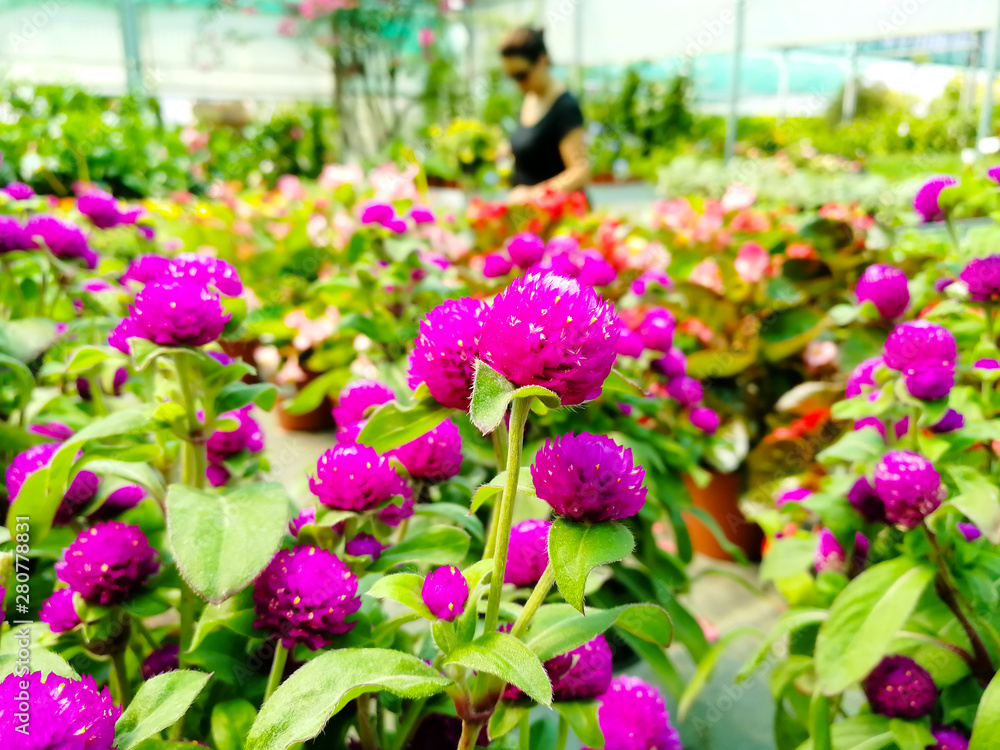 Fototapeta premium Close Up of Flowers at the Italian Flowers Shop