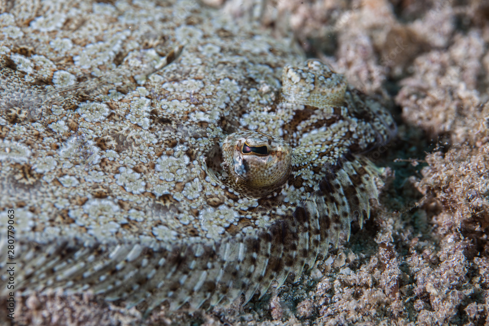 Flatfish is a member of the order Pleuronectiformes of ray-finned demersal fishes Flatfish is a member of the order Pleuronectiformes of ray-finned demersal fishes