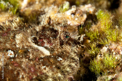 Flatfish is a member of the order Pleuronectiformes of ray-finned demersal fishes