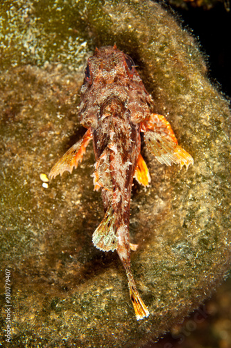 Scorpaena notata  porcus Scorpionfish