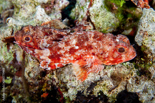 Scorpaena notata, porcus Scorpionfish © GeraldRobertFischer