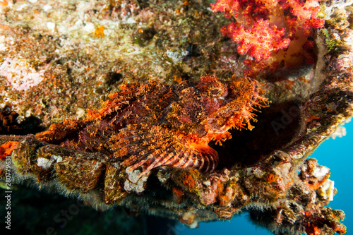 Scorpionfish , Scorpaenidae 