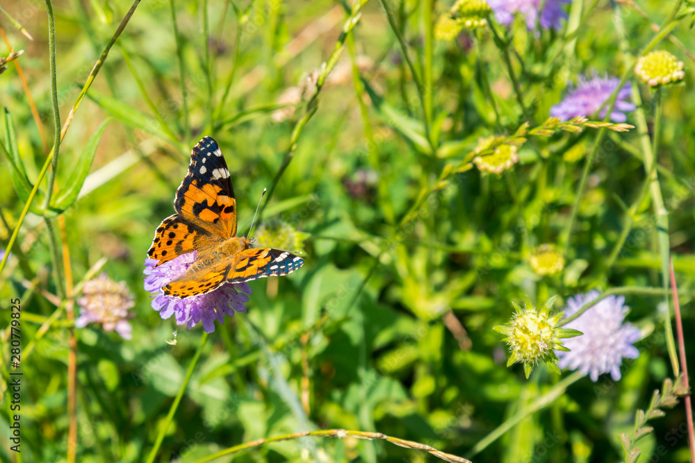 Butterfly on a purple flower on the field. close up Butterfly on a purple flower on the field. close up