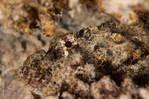 Scorpionfish   Scorpaenidae 