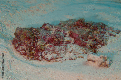 Reef Stonefish - Synanceia verrucosa photo