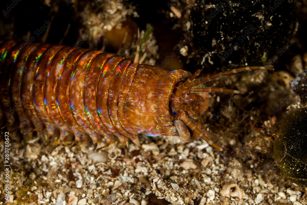 Giant Sea Worm, Eunice aphroditois Giant Sea Worm, Eunice aphroditois
