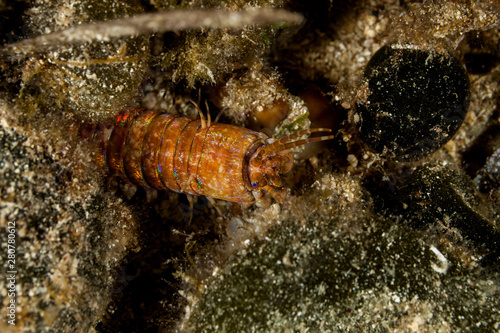 Giant Sea Worm  Eunice aphroditois