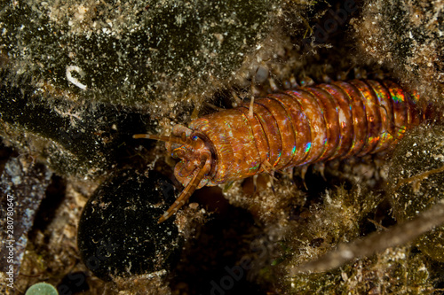 Giant Sea Worm, Eunice aphroditois © GeraldRobertFischer