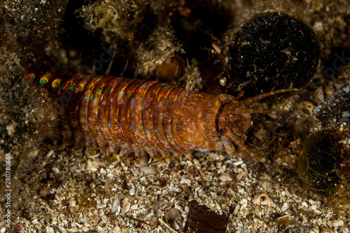 Giant Sea Worm, Eunice aphroditois