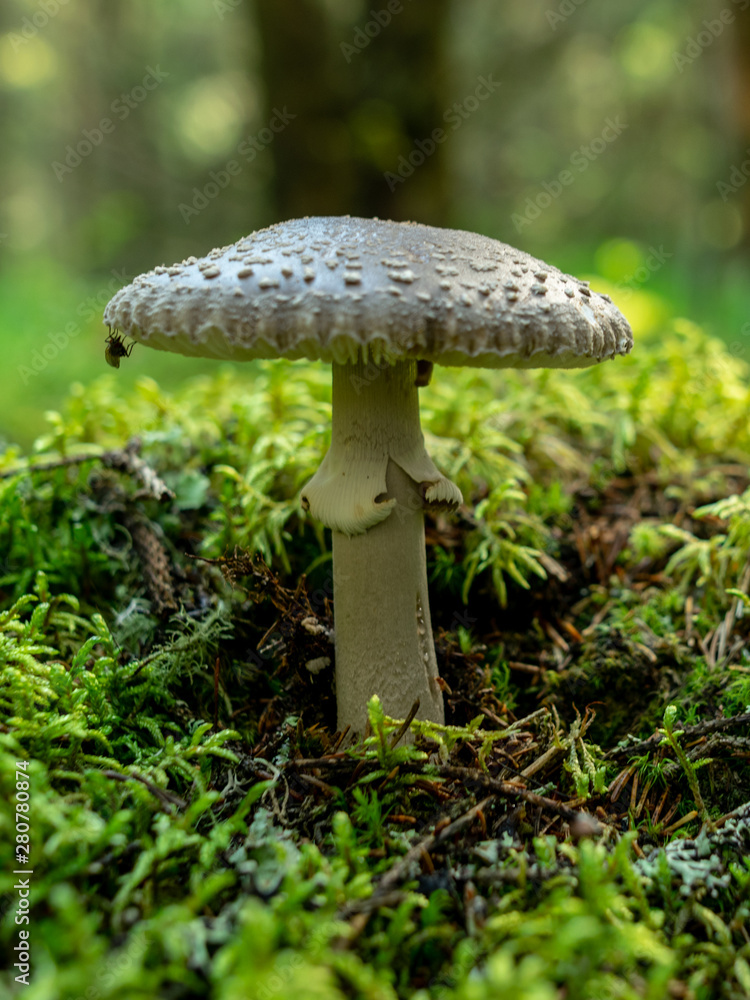A blurry background version, wild mushrooms in the forest, autumn is the time of mushroom gathering, Latvia A blurry background version, wild mushrooms in the forest, autumn is the time of mushroom gathering, Latvia