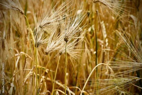  Field of ripe barley ears.