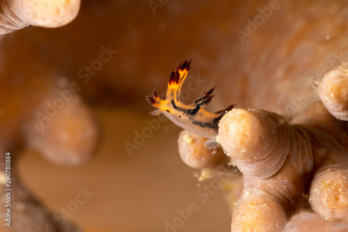 Seaslug, Nudibranch, Dendronotus is a genus of sea slugs, nudibranchs, marine gastropod molluscs in the superfamily Tritonioidea