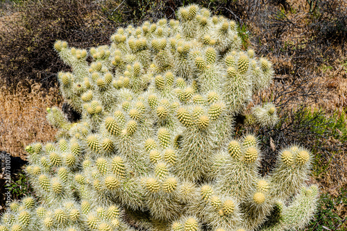 Obraz na plátně The new growth on a cholla cactus