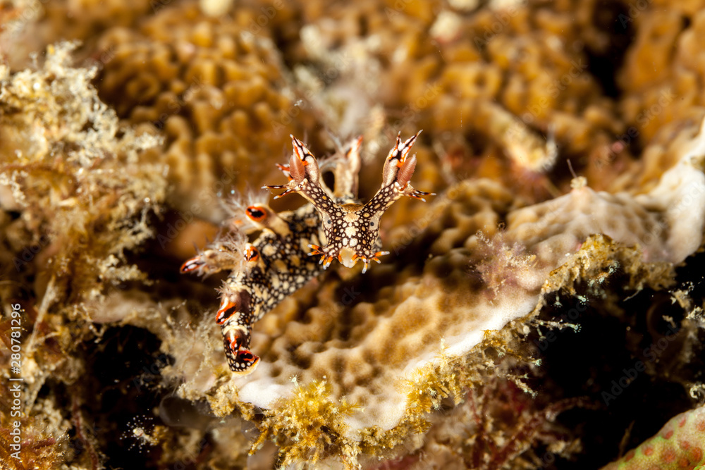 Snakey Bornella, Eel Bornella, Bornella anguilla is a species of sea slug, a nudibranch, a marine gastropod mollusk in the family Bornellidae