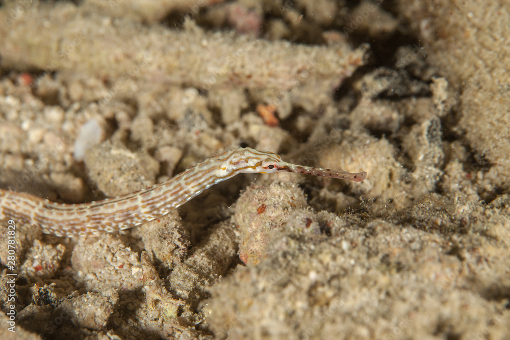 Pipefishes or pipe-fishes (Syngnathinae) are a subfamily of small fishes Pipefishes or pipe-fishes (Syngnathinae) are a subfamily of small fishes
