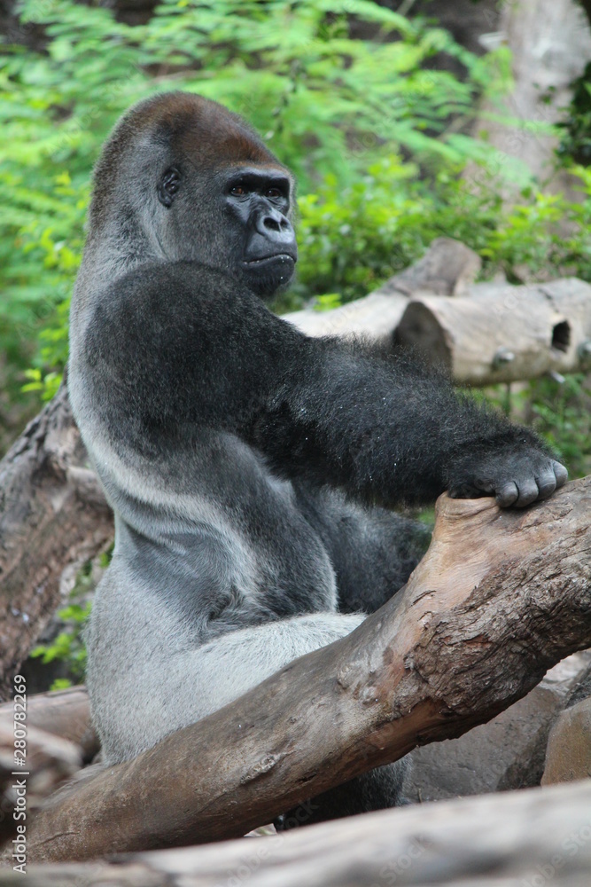 Naklejka premium Gorilla