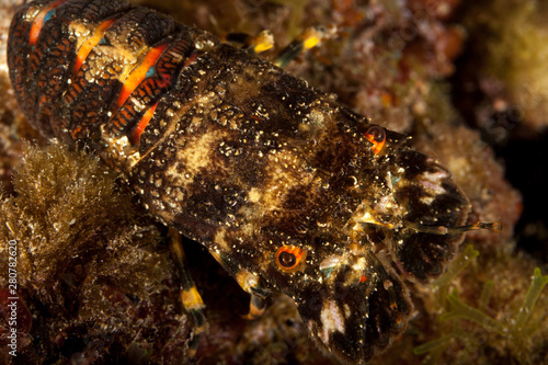 Slipper lobster, small European locust lobster, Scyllarus arctus photo