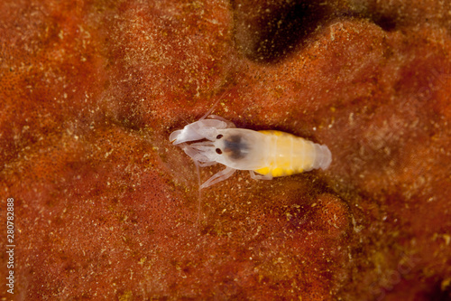 Fotografía Snapping shrimp, asymmetrical claws, Alpheidae