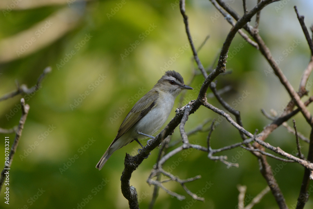 Red Eyed Vireo