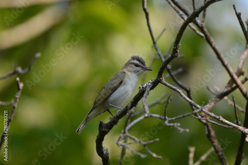 Red Eyed Vireo