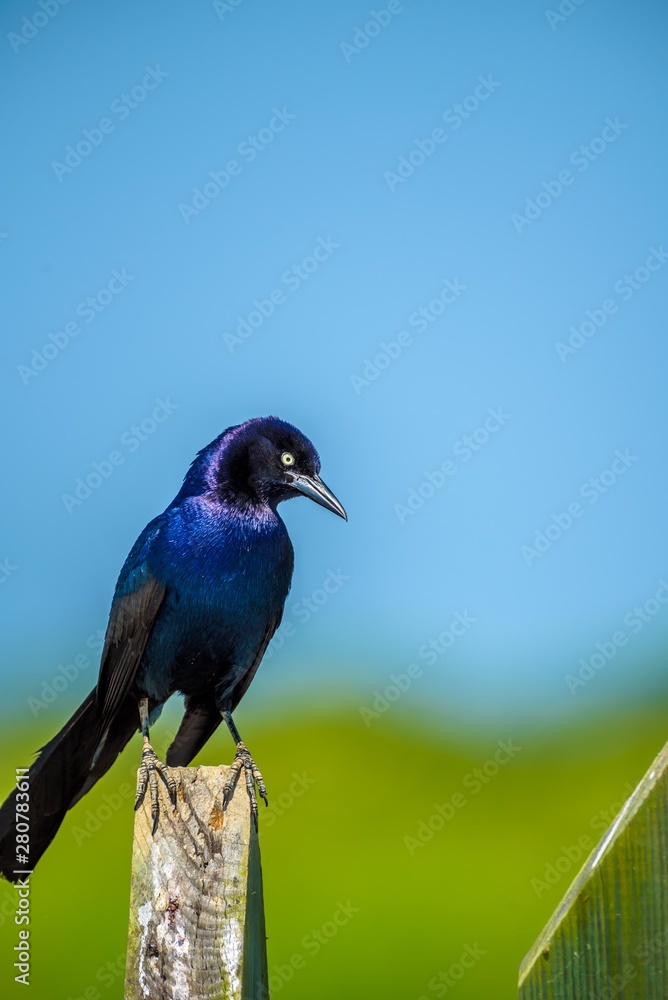 Obraz premium Black Bird Sitting Looking at the Camera in front of the Blue Sky