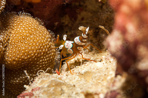 Squat shrimp or sexy shrimp, Thor amboinensis, is a species of shrimp found across the Indo-West Pacific and in parts of the Atlantic Ocean photo