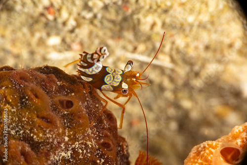 Squat shrimp or sexy shrimp, Thor amboinensis, is a species of shrimp found across the Indo-West Pacific and in parts of the Atlantic Ocean photo