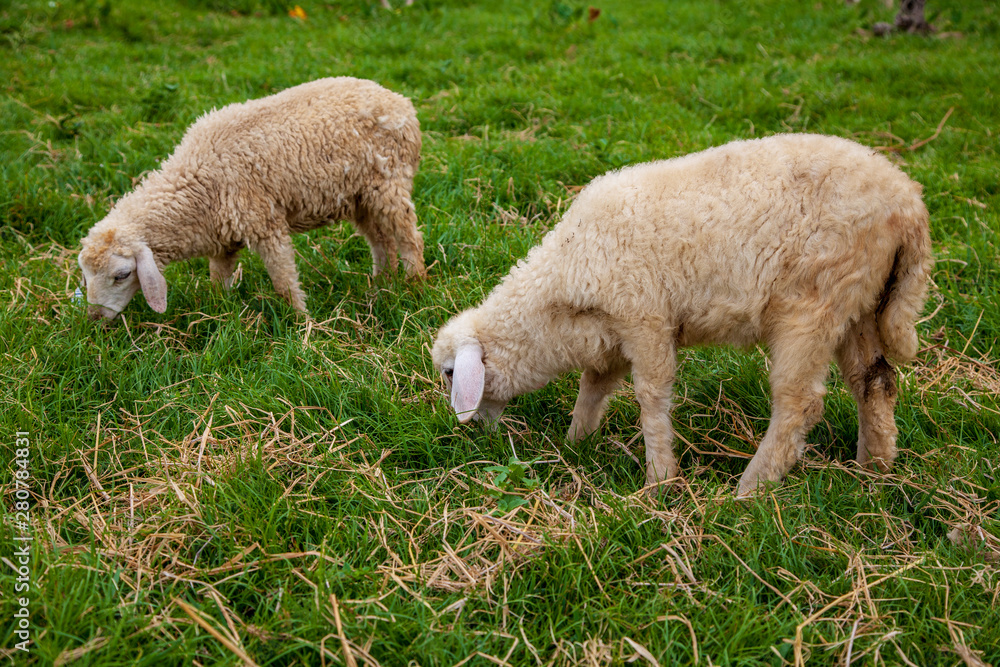 White Goats (young) are walking in a bright meadow White Goats (young) are walking in a bright meadow