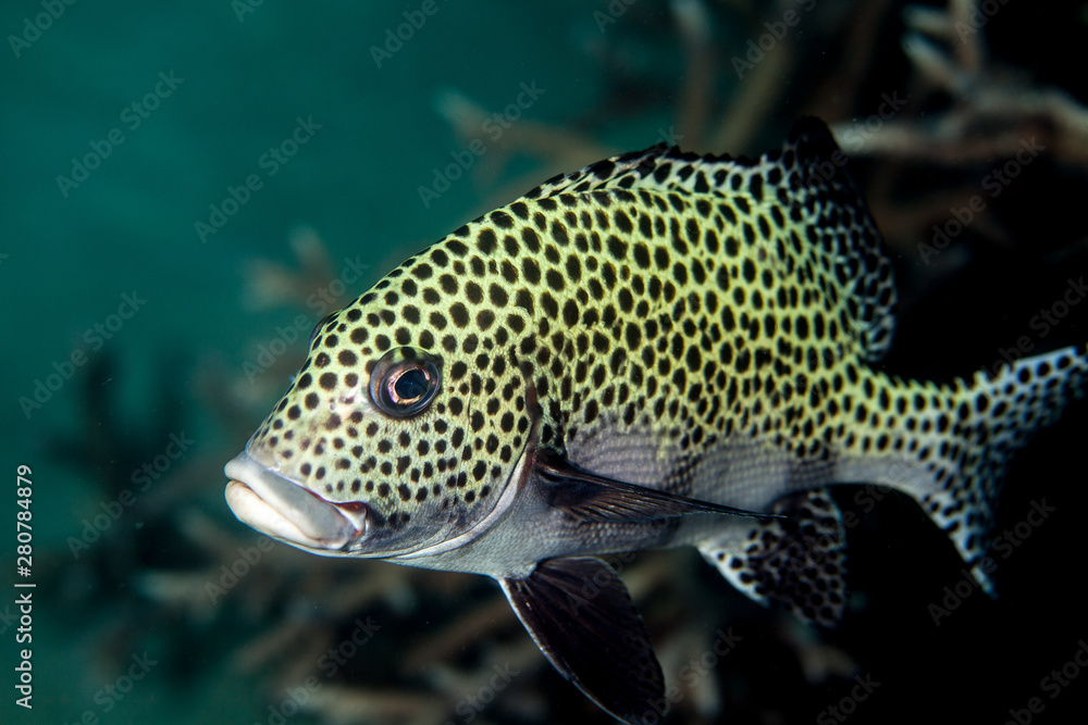 Plectorhinchus chaetodonoides, the harlequin sweetlips Plectorhinchus chaetodonoides, the harlequin sweetlips