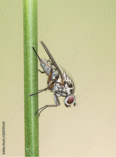 Hylemya sp Anthomidae genus of diptero or common fly in humid places photo