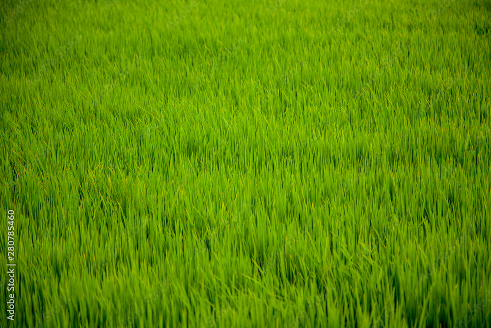 green grass background, rice field close up, young rice shoots,