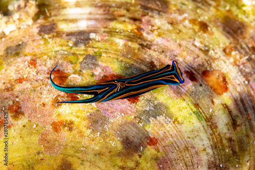 Swallotail Headshield Slug, Leech Aglaja, Chelidonura hirundinina is a species of small and colorful aglajid sea slug, a shell-less opisthobranch gastropod mollusk in the family Aglajidae photo