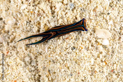 Swallotail Headshield Slug, Leech Aglaja, Chelidonura hirundinina is a species of small and colorful aglajid sea slug, a shell-less opisthobranch gastropod mollusk in the family Aglajidae photo