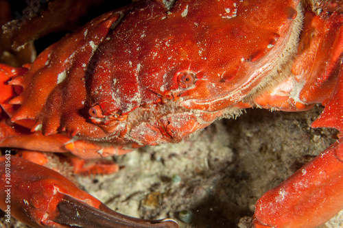 Splendid Round Crab, Etisus splendidus photo