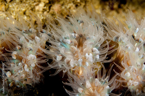 Coral reefs are built from stony corals, which in turn consist of polyps for education in nature.