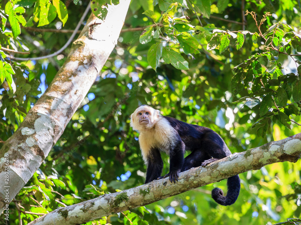 Capuchin monkey in Costa Rica Capuchin monkey in Costa Rica