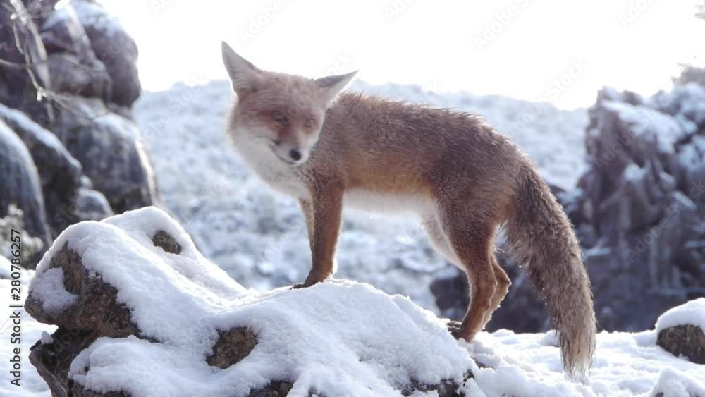 fox, in the snowy mountains fox, in the snowy mountains