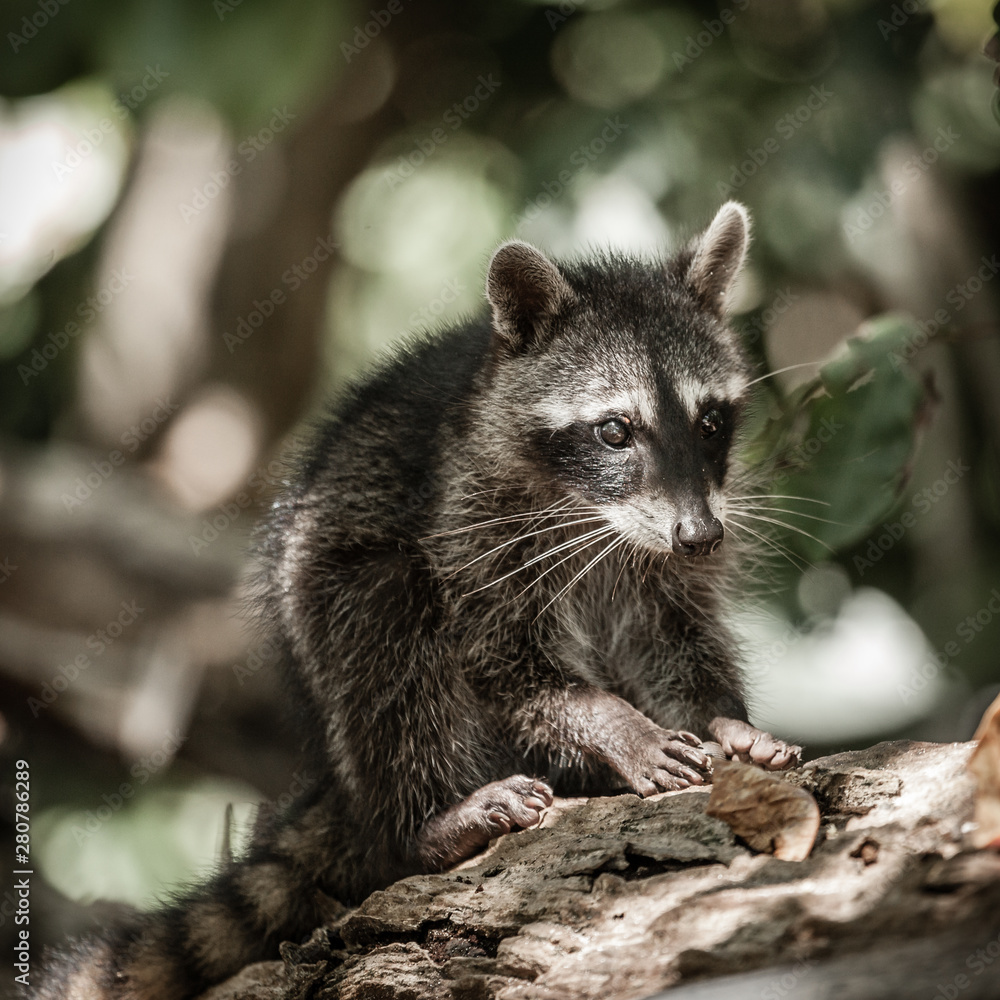Obraz premium Baby racoon in the wild