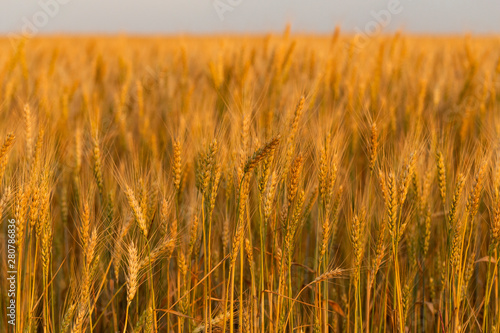 Golden cereals ready for harvest. Grain field. Space for wheat. Land for agricultural purposes. Food base of the human race. 