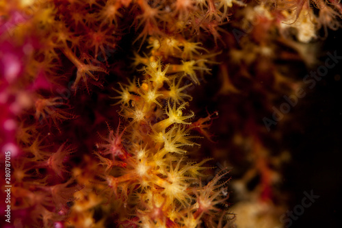 Closeup Gorgonia Soft Coral