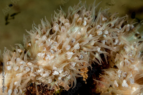 Coral Polyp Anemone photo