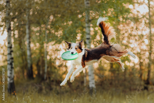 border collie flies and catches a Frisbee in the woods