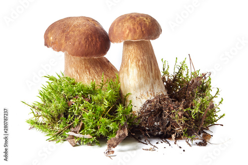 White mushrooms Borovik, mushroom boletus on white background
