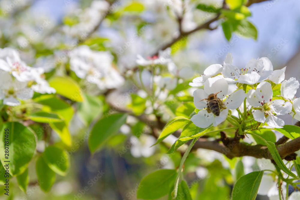 Obraz premium Bee collects nectar from white flowers of pear tree in late spring