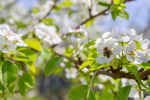 Bee collects nectar from white flowers of pear tree in late spring